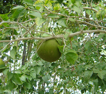 english name of bael fruit