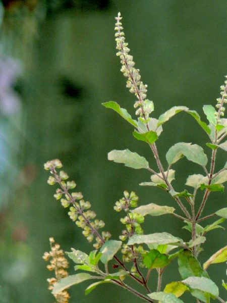 14 Health Benefits of Holy basil